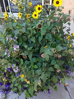 emphasis principle of photography